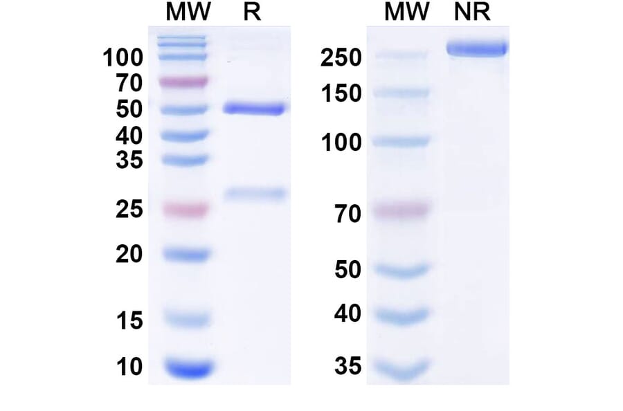 SDS-PAGE - Ansipastobart Biosimilar - Anti-CD73 Antibody - BSA and Azide free (A340699) - Antibodies.com