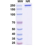 SDS-PAGE - Ansipastobart Biosimilar - Anti-CD73 Antibody - BSA and Azide free (A340699) - Antibodies.com