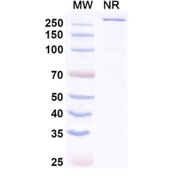 SDS-PAGE - Aplitabart Biosimilar - Anti-DR5 Antibody - BSA and Azide free (A340700) - Antibodies.com