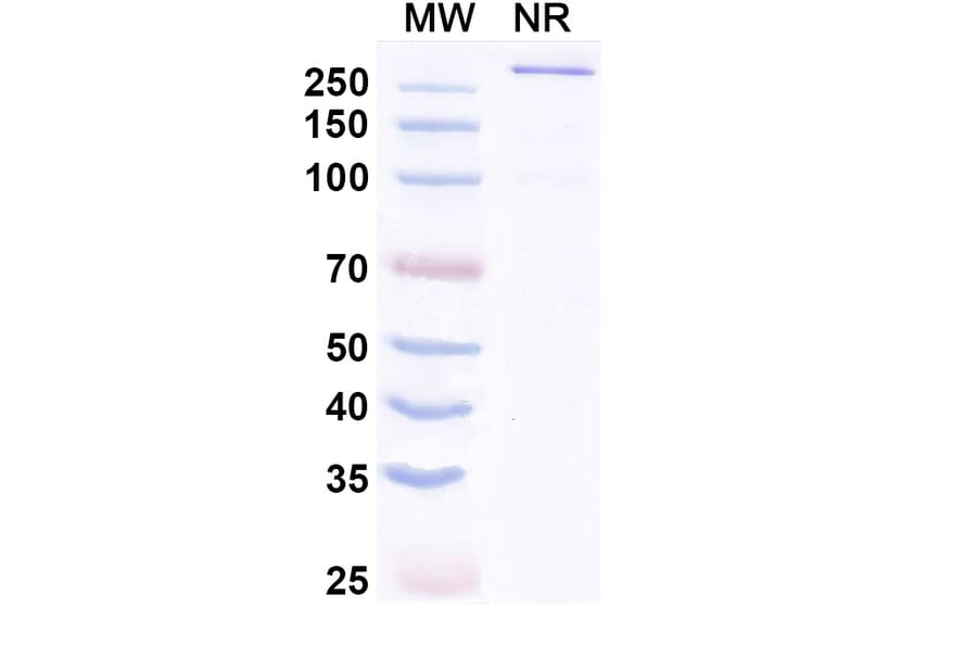 SDS-PAGE - Aplitabart Biosimilar - Anti-DR5 Antibody - BSA and Azide free (A340700) - Antibodies.com