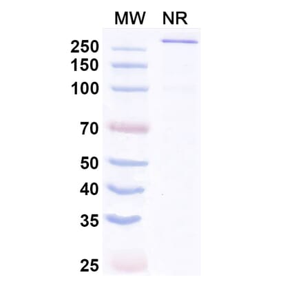 SDS-PAGE - Aplitabart Biosimilar - Anti-DR5 Antibody - BSA and Azide free (A340700) - Antibodies.com