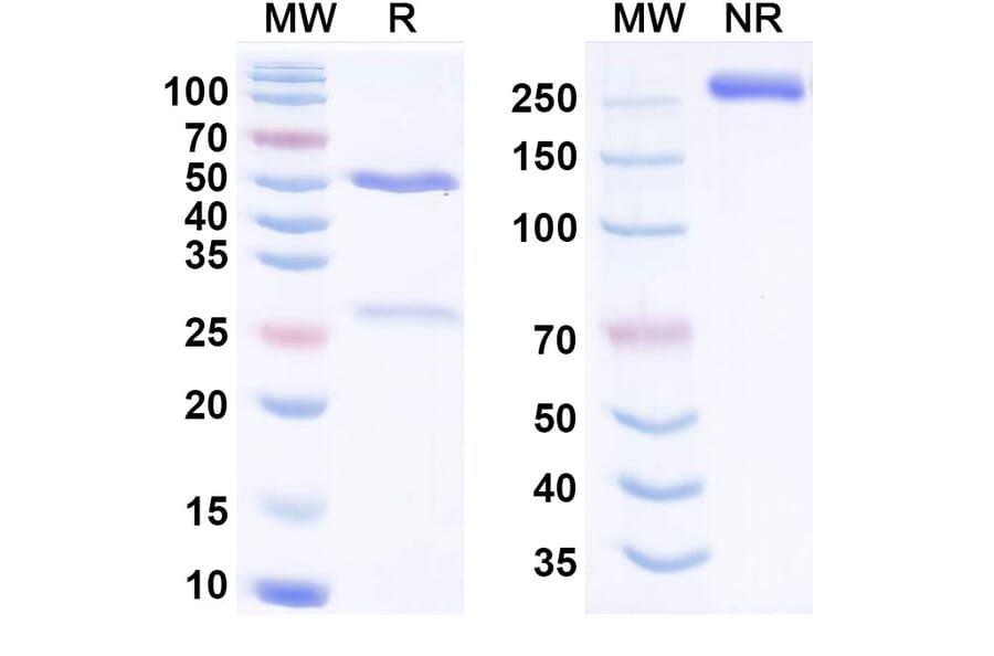SDS-PAGE - Atigotatug Biosimilar - Anti-Fucosyl-GM1 Antibody - BSA and Azide free (A340701) - Antibodies.com