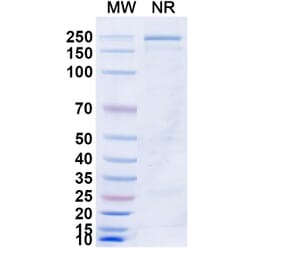 SDS-PAGE - Azirkitug Biosimilar - Anti-CCR8 Antibody - BSA and Azide free (A340703) - Antibodies.com