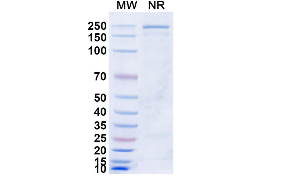 SDS-PAGE - Azirkitug Biosimilar - Anti-CCR8 Antibody - BSA and Azide free (A340703) - Antibodies.com