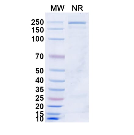 SDS-PAGE - Azirkitug Biosimilar - Anti-CCR8 Antibody - BSA and Azide free (A340703) - Antibodies.com
