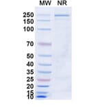 SDS-PAGE - Azirkitug Biosimilar - Anti-CCR8 Antibody - BSA and Azide free (A340703) - Antibodies.com