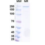 SDS-PAGE - Azirkitug Biosimilar - Anti-CCR8 Antibody - BSA and Azide free (A340703) - Antibodies.com