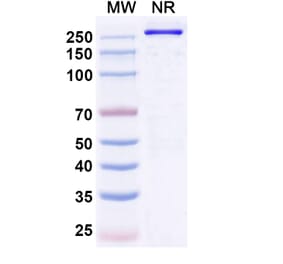 SDS-PAGE - Denikitug Biosimilar - Anti-CCR8 Antibody - BSA and Azide free (A340704) - Antibodies.com