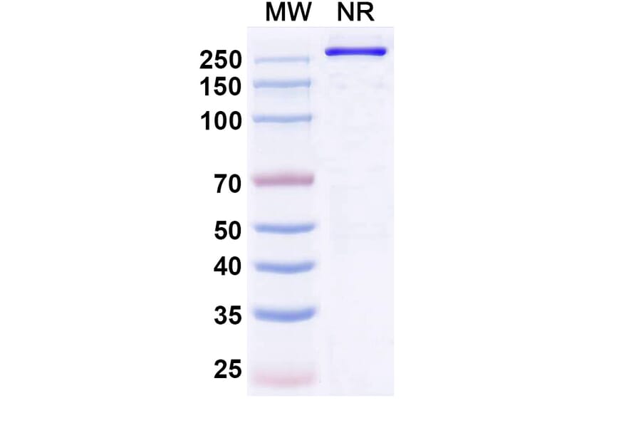 SDS-PAGE - Denikitug Biosimilar - Anti-CCR8 Antibody - BSA and Azide free (A340704) - Antibodies.com
