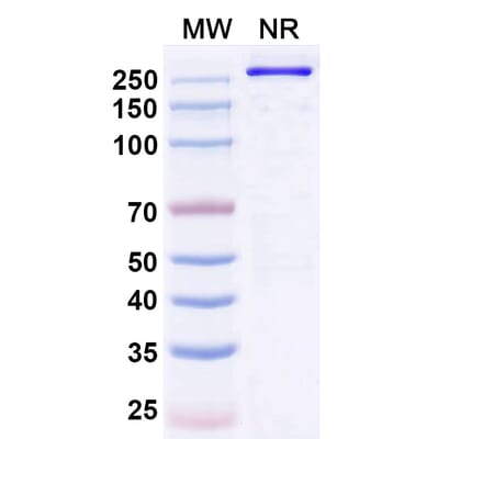 SDS-PAGE - Denikitug Biosimilar - Anti-CCR8 Antibody - BSA and Azide free (A340704) - Antibodies.com