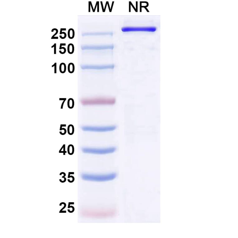 SDS-PAGE - Denikitug Biosimilar - Anti-CCR8 Antibody - BSA and Azide free (A340704) - Antibodies.com
