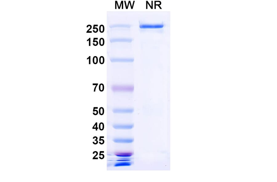 SDS-PAGE - Denikitug Biosimilar - Anti-CCR8 Antibody - BSA and Azide free (A340704) - Antibodies.com