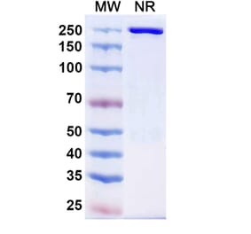 SDS-PAGE - Cafelkibart Biosimilar - Anti-CCR8 Antibody - BSA and Azide free (A340705) - Antibodies.com