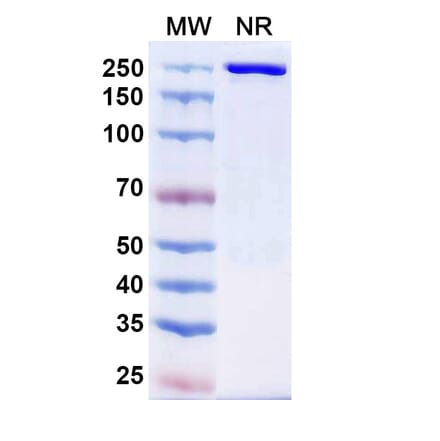 SDS-PAGE - Cafelkibart Biosimilar - Anti-CCR8 Antibody - BSA and Azide free (A340705) - Antibodies.com