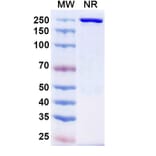 SDS-PAGE - Cafelkibart Biosimilar - Anti-CCR8 Antibody - BSA and Azide free (A340705) - Antibodies.com