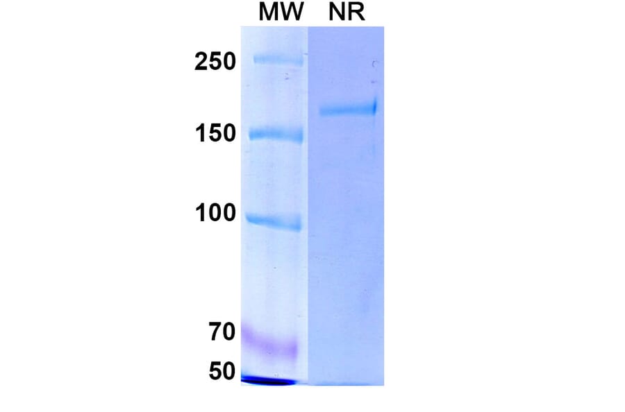 SDS-PAGE - Cafelkibart Biosimilar - Anti-CCR8 Antibody - BSA and Azide free (A340705) - Antibodies.com