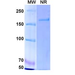 SDS-PAGE - Cafelkibart Biosimilar - Anti-CCR8 Antibody - BSA and Azide free (A340705) - Antibodies.com