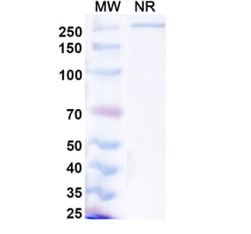 SDS-PAGE - Lanerkitug Biosimilar - Anti-CCR8 Antibody - BSA and Azide free (A340706) - Antibodies.com