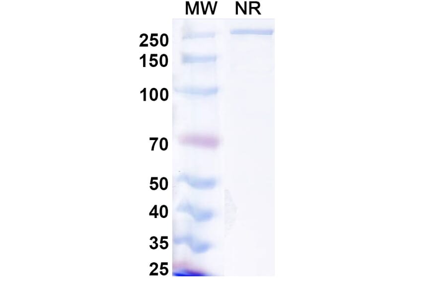 SDS-PAGE - Lanerkitug Biosimilar - Anti-CCR8 Antibody - BSA and Azide free (A340706) - Antibodies.com