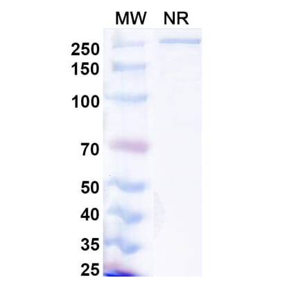 SDS-PAGE - Lanerkitug Biosimilar - Anti-CCR8 Antibody - BSA and Azide free (A340706) - Antibodies.com
