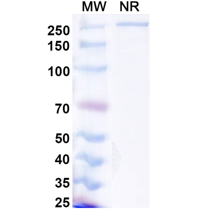 SDS-PAGE - Lanerkitug Biosimilar - Anti-CCR8 Antibody - BSA and Azide free (A340706) - Antibodies.com