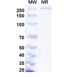 SDS-PAGE - Lanerkitug Biosimilar - Anti-CCR8 Antibody - BSA and Azide free (A340706) - Antibodies.com