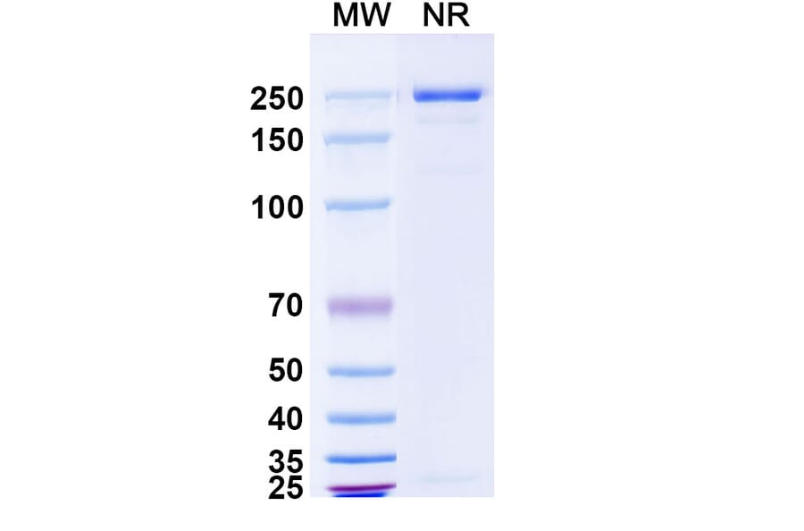 SDS-PAGE - Lanerkitug Biosimilar - Anti-CCR8 Antibody - BSA and Azide free (A340706) - Antibodies.com
