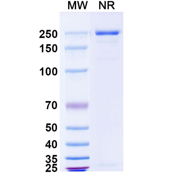 SDS-PAGE - Lanerkitug Biosimilar - Anti-CCR8 Antibody - BSA and Azide free (A340706) - Antibodies.com