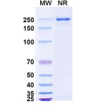 SDS-PAGE - Lanerkitug Biosimilar - Anti-CCR8 Antibody - BSA and Azide free (A340706) - Antibodies.com