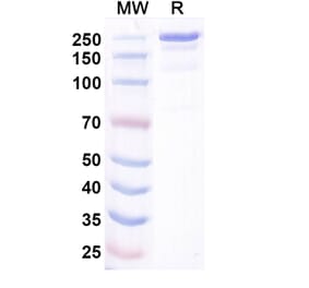 SDS-PAGE - Bosakitug Biosimilar - Anti-TSLP Antibody - BSA and Azide free (A340708) - Antibodies.com