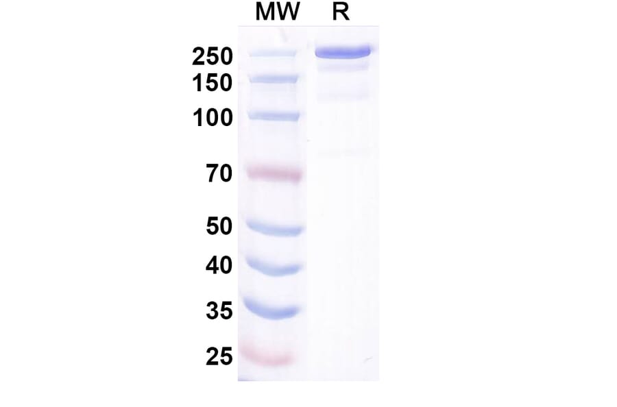 SDS-PAGE - Bosakitug Biosimilar - Anti-TSLP Antibody - BSA and Azide free (A340708) - Antibodies.com