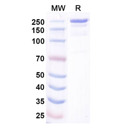 SDS-PAGE - Bosakitug Biosimilar - Anti-TSLP Antibody - BSA and Azide free (A340708) - Antibodies.com