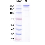 SDS-PAGE - Bosakitug Biosimilar - Anti-TSLP Antibody - BSA and Azide free (A340708) - Antibodies.com
