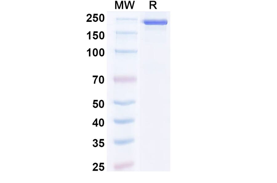 SDS-PAGE - Bosakitug Biosimilar - Anti-TSLP Antibody - BSA and Azide free (A340708) - Antibodies.com