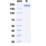 SDS-PAGE - Bosakitug Biosimilar - Anti-TSLP Antibody - BSA and Azide free (A340708) - Antibodies.com