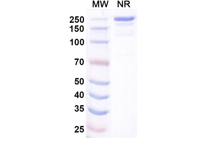 SDS-PAGE - Bosakitug Biosimilar - Anti-TSLP Antibody - BSA and Azide free (A340708) - Antibodies.com