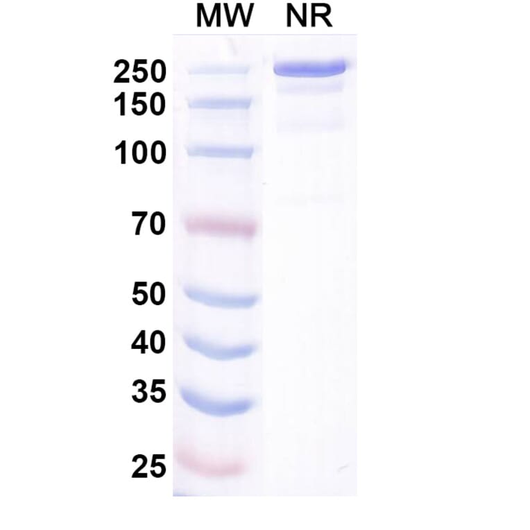 SDS-PAGE - Bosakitug Biosimilar - Anti-TSLP Antibody - BSA and Azide free (A340708) - Antibodies.com