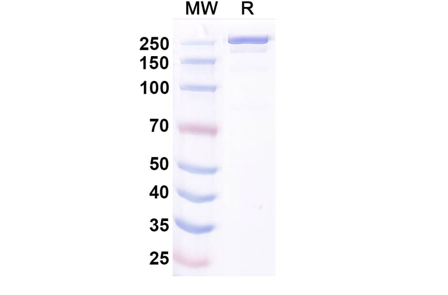 SDS-PAGE - Ocankitug Biosimilar - Anti-TSLP Antibody - BSA and Azide free (A340709) - Antibodies.com