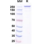 SDS-PAGE - Ocankitug Biosimilar - Anti-TSLP Antibody - BSA and Azide free (A340709) - Antibodies.com