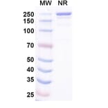 SDS-PAGE - Ocankitug Biosimilar - Anti-TSLP Antibody - BSA and Azide free (A340709) - Antibodies.com