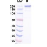 SDS-PAGE - Ocankitug Biosimilar - Anti-TSLP Antibody - BSA and Azide free (A340709) - Antibodies.com