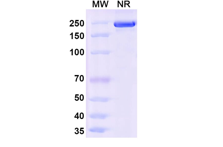 SDS-PAGE - Ocankitug Biosimilar - Anti-TSLP Antibody - BSA and Azide free (A340709) - Antibodies.com