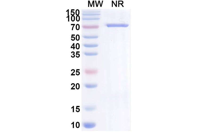 SDS-PAGE - Brivekimig Biosimilar - Anti-OX40L + TNF alpha + Albumin Antibody - BSA and Azide free (A340710) - Antibodies.com