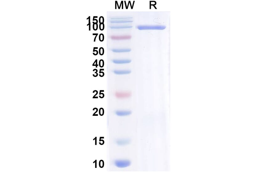 SDS-PAGE - Brivekimig Biosimilar - Anti-OX40L + TNF alpha + Albumin Antibody - BSA and Azide free (A340710) - Antibodies.com