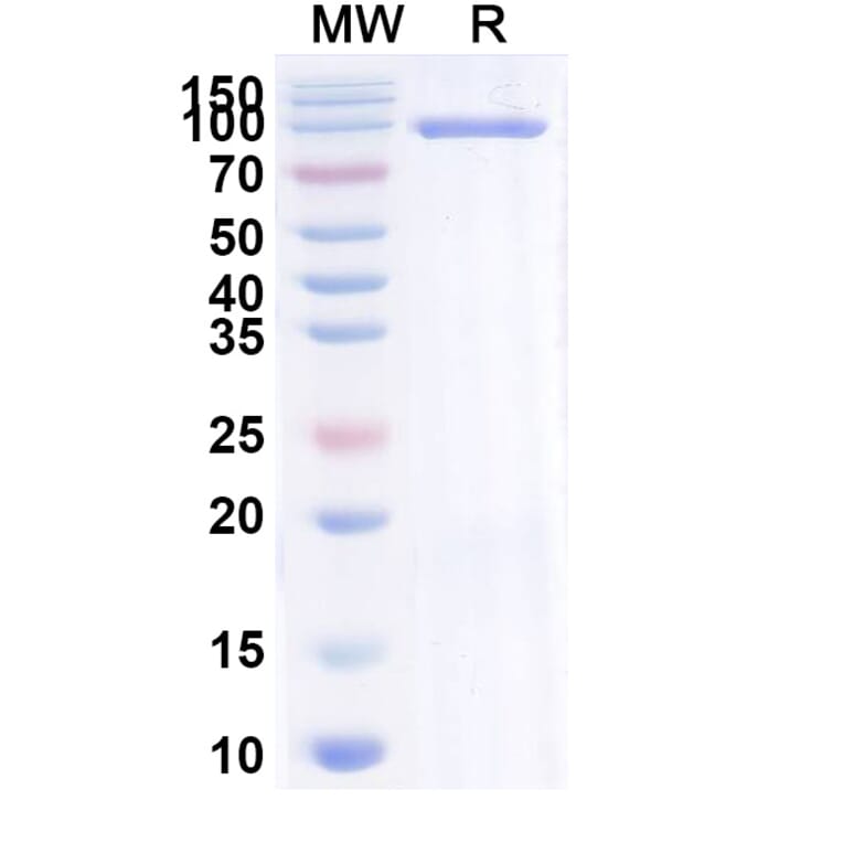 SDS-PAGE - Brivekimig Biosimilar - Anti-OX40L + TNF alpha + Albumin Antibody - BSA and Azide free (A340710) - Antibodies.com