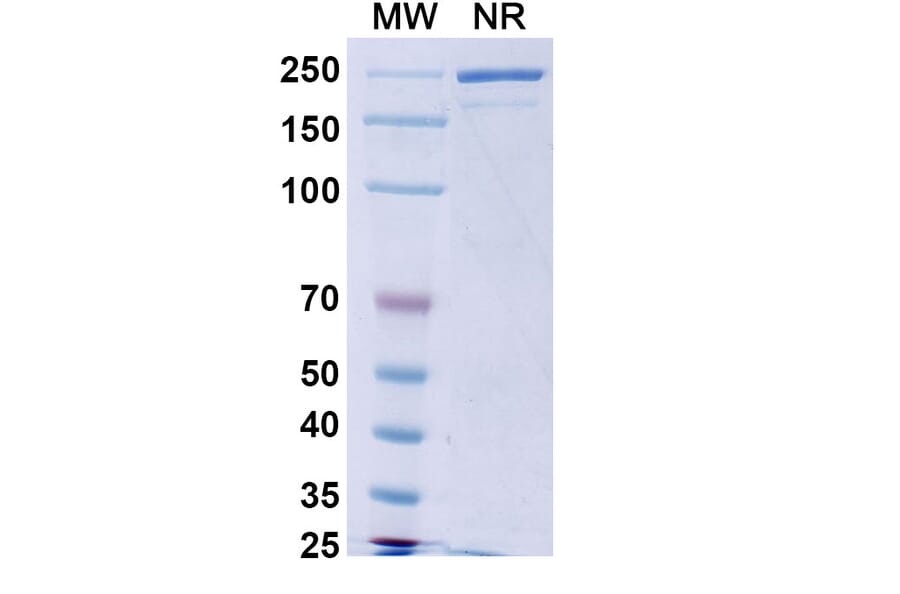 SDS-PAGE - Calotatug Biosimilar - Anti-ErbB2 Antibody - BSA and Azide free (A340711) - Antibodies.com
