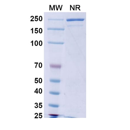SDS-PAGE - Calotatug Biosimilar - Anti-ErbB2 Antibody - BSA and Azide free (A340711) - Antibodies.com