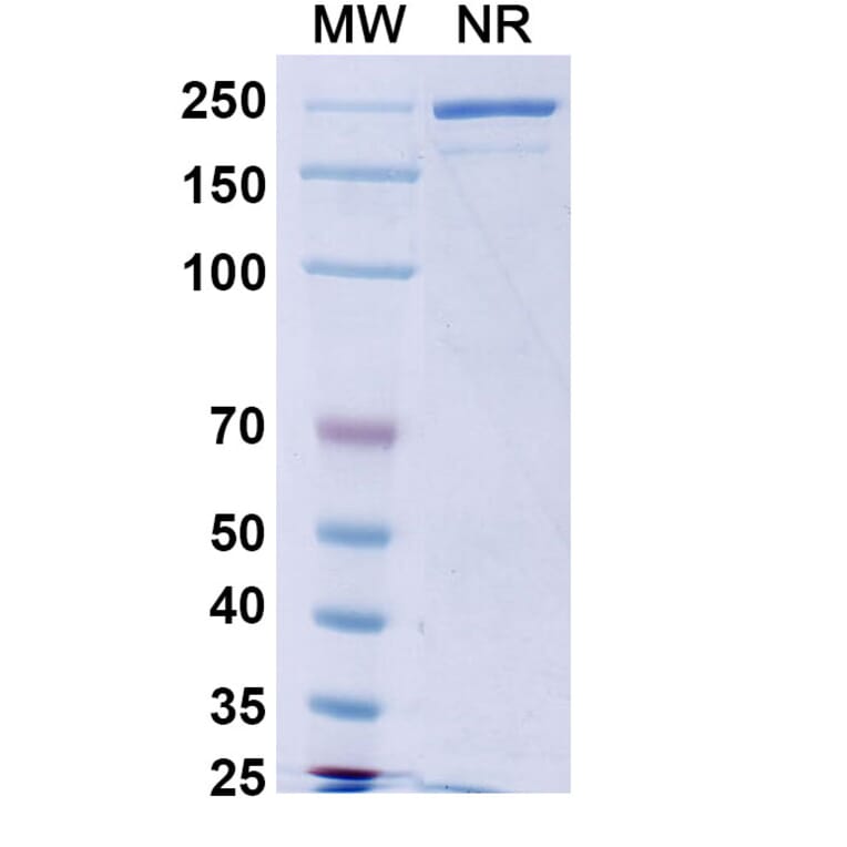 SDS-PAGE - Calotatug Biosimilar - Anti-ErbB2 Antibody - BSA and Azide free (A340711) - Antibodies.com