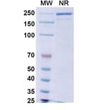 SDS-PAGE - Calotatug Biosimilar - Anti-ErbB2 Antibody - BSA and Azide free (A340711) - Antibodies.com