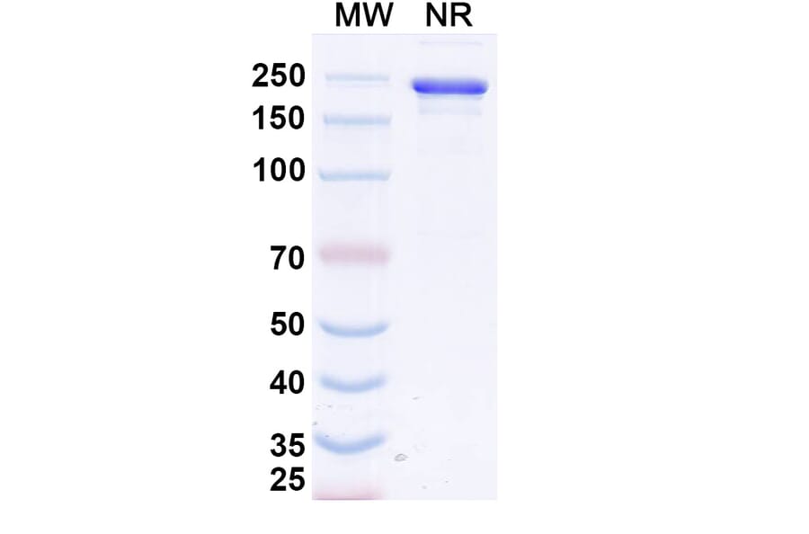 SDS-PAGE - Calotatug Biosimilar - Anti-ErbB2 Antibody - BSA and Azide free (A340711) - Antibodies.com
